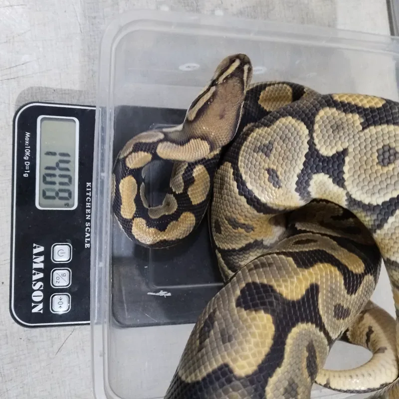 Hypo