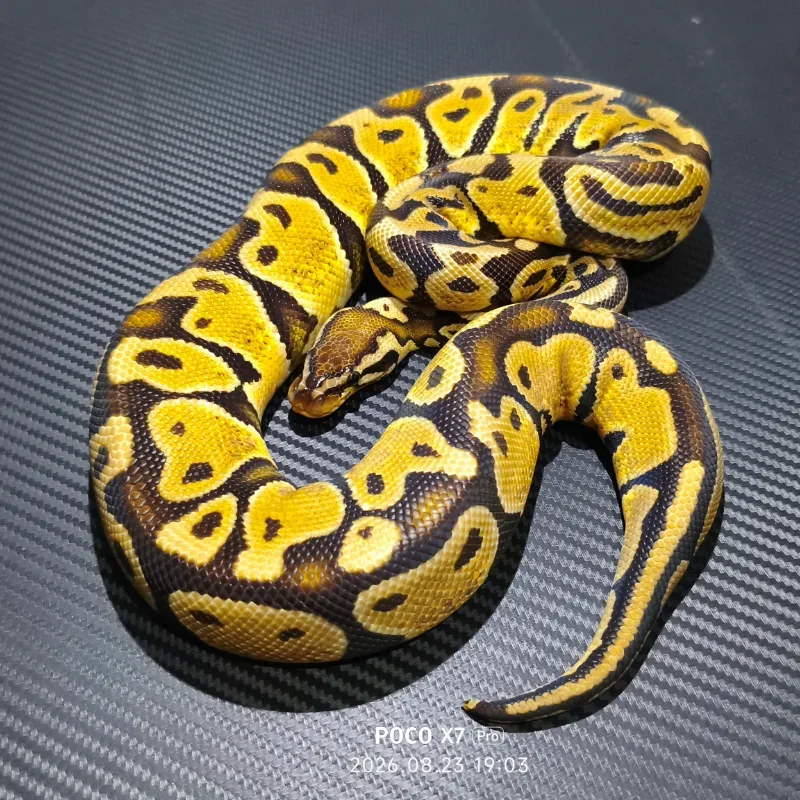 Pastel Het Puzzle