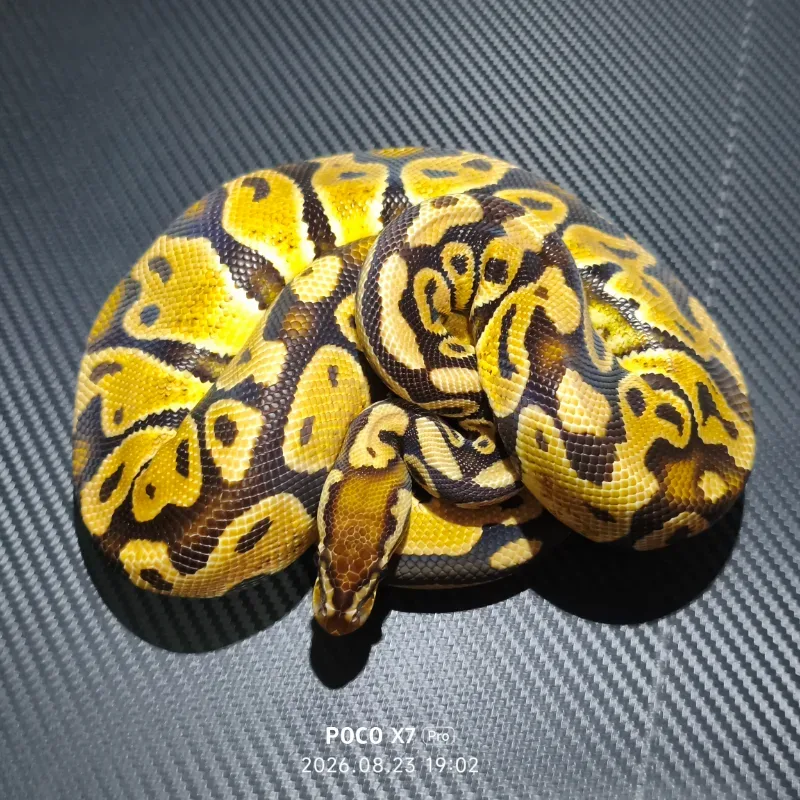 Pastel Het Puzzle