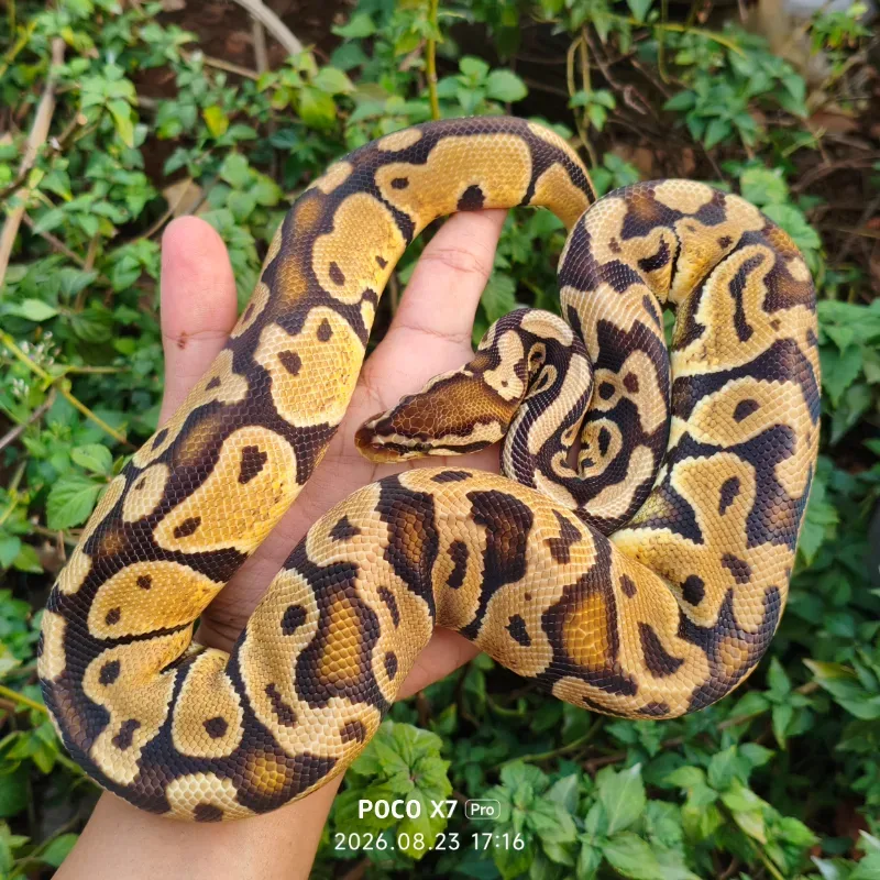 Pastel Het Puzzle