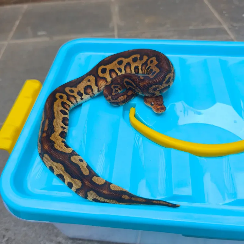 Leopard redstripe clown het DG 100%