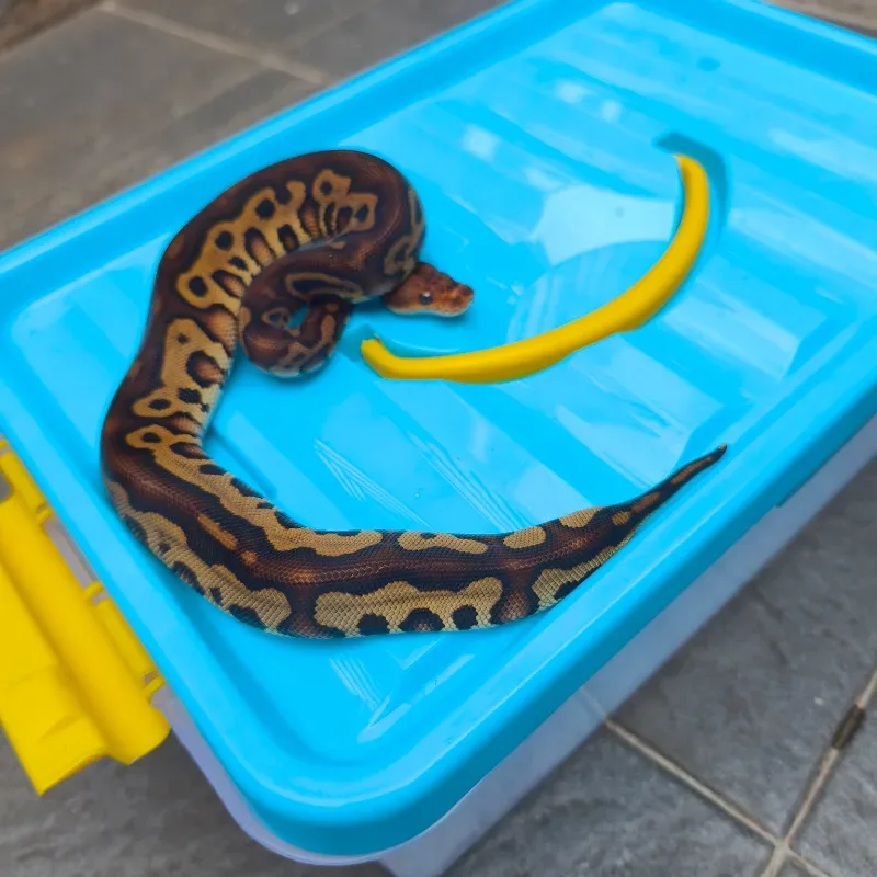Leopard redstripe clown het DG 100%