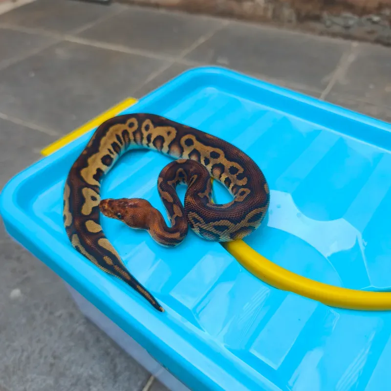 Leopard redstripe clown het DG 100%