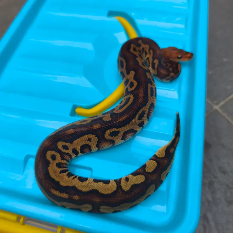 Leopard redstripe clown het DG 100%