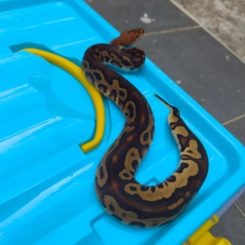 Leopard redstripe clown het DG 100%
