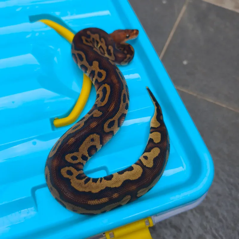 Leopard redstripe clown het DG 100%