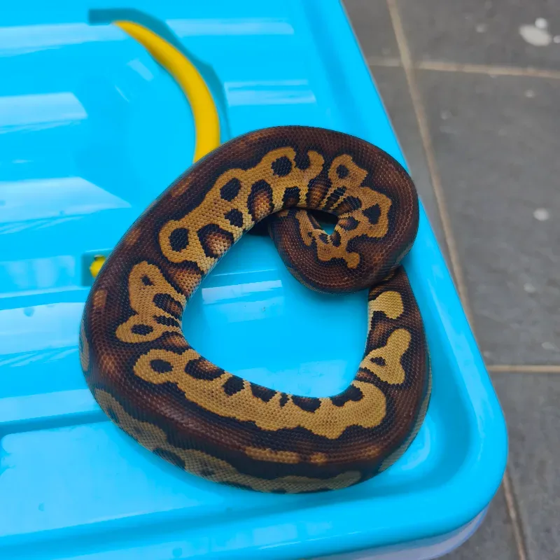 Leopard redstripe clown het DG 100%