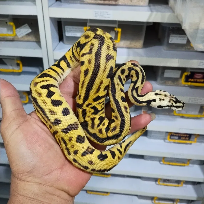 Leopard Pastel Spotnose Enchi Het Clown