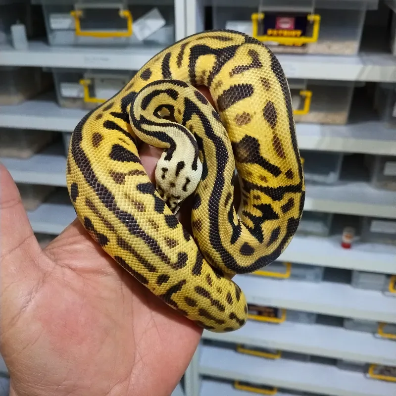 Leopard Pastel Spotnose Enchi Het Clown