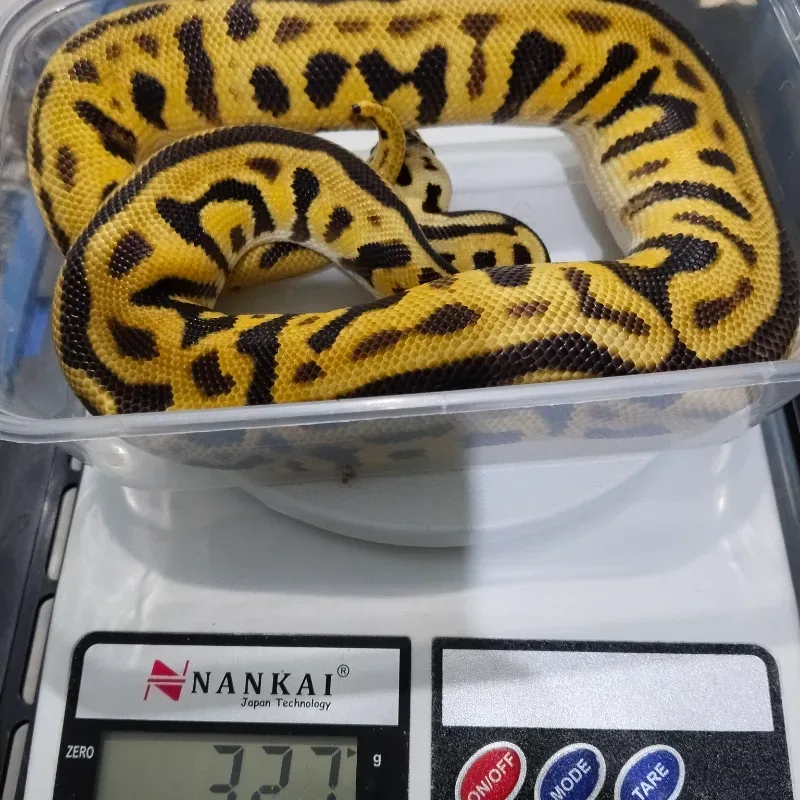 Leopard Pastel Spotnose Enchi Het Clown