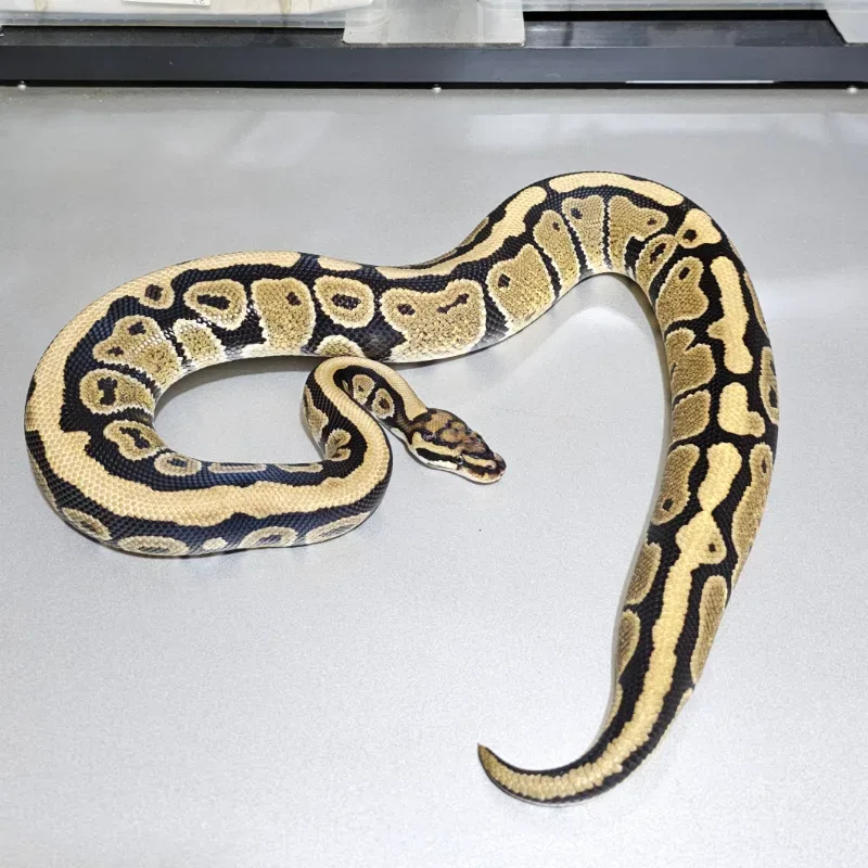 Spotnose Het Clown Het Hypo