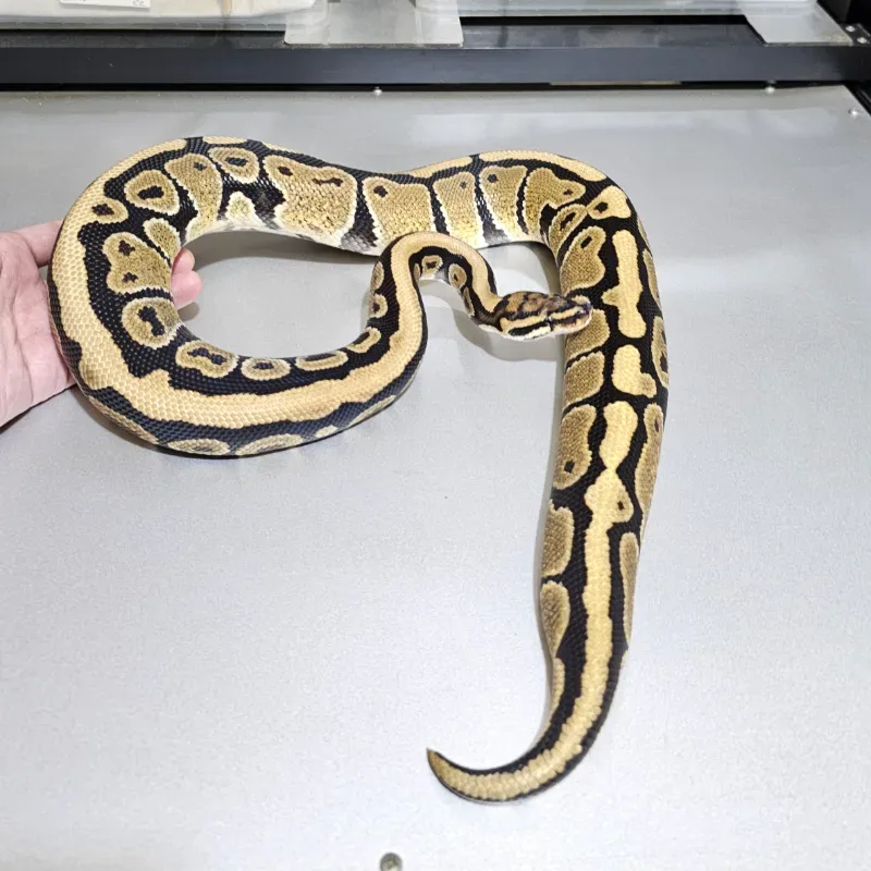 Spotnose Het Clown Het Hypo