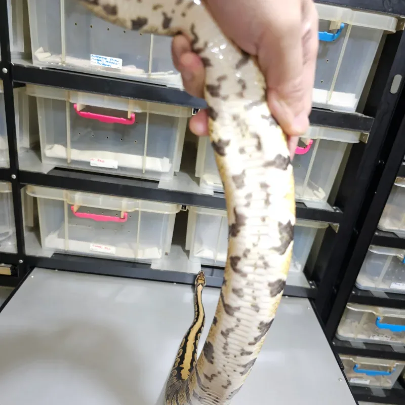 Spotnose Het Clown Het Hypo