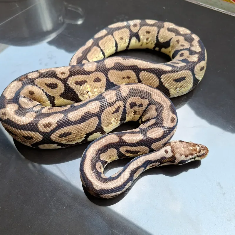 Pastel Spotnose Het Pied Het Clown