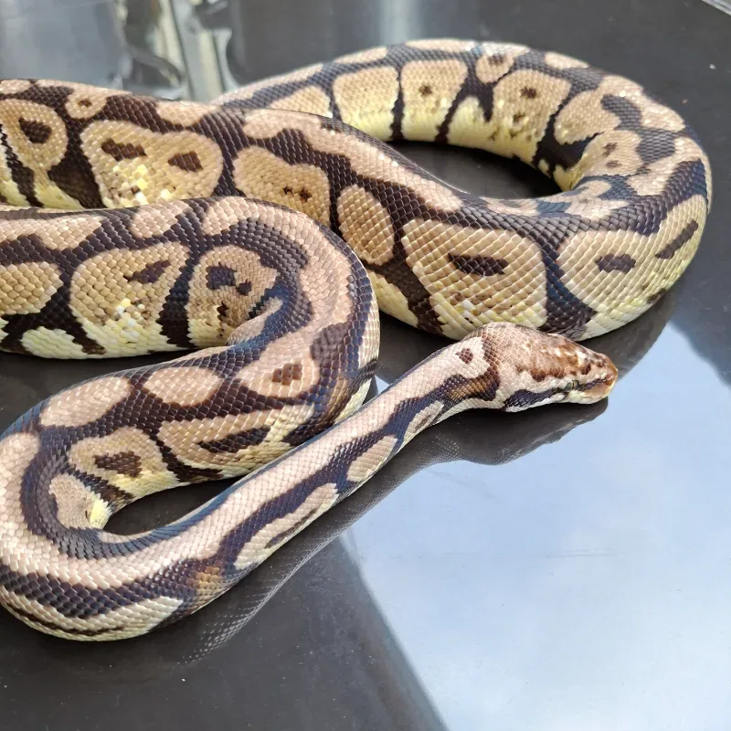 Pastel Spotnose Het Pied Het Clown