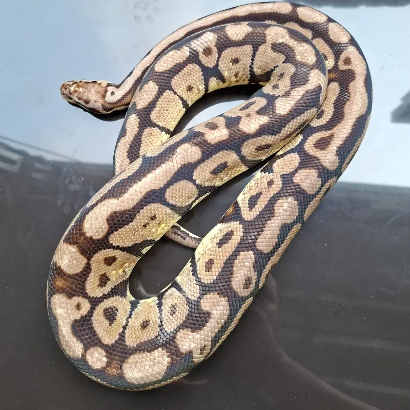 Pastel Spotnose Het Pied Het Clown