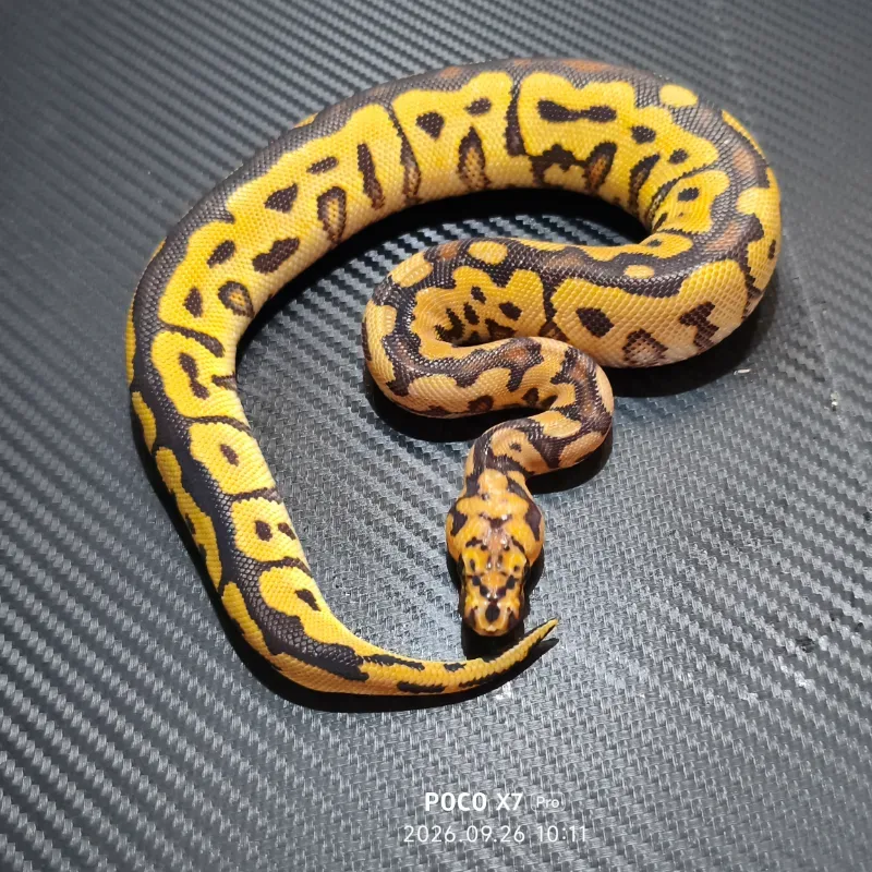 Spotnose yellow belly clown