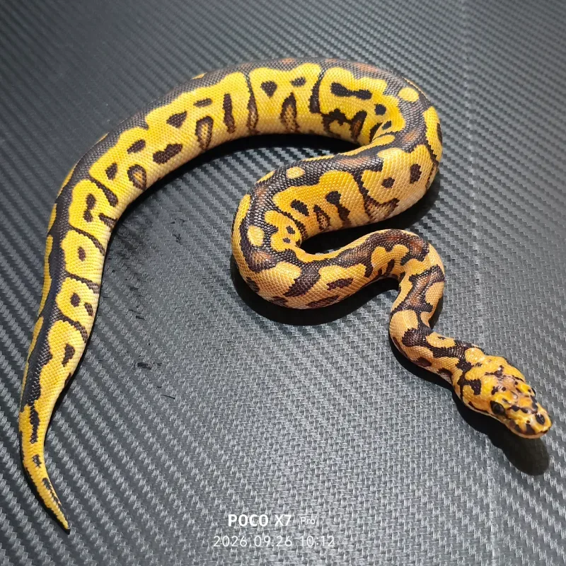 Spotnose yellow belly clown