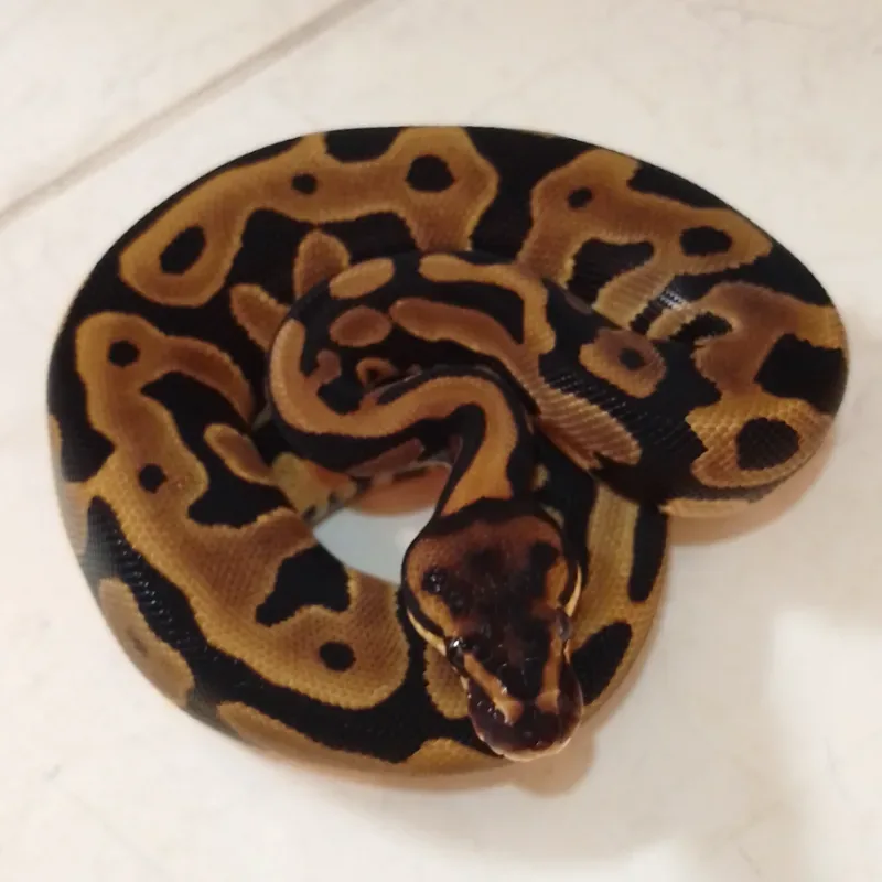 Leopard Het DG Het Hypo