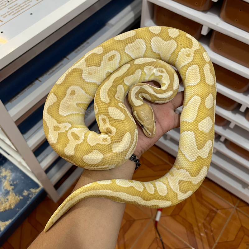 Banana butter