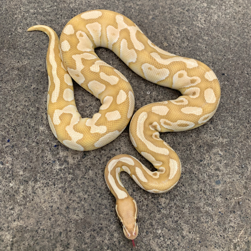 Banana butter