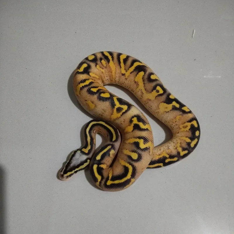 Super Gravel Pastel