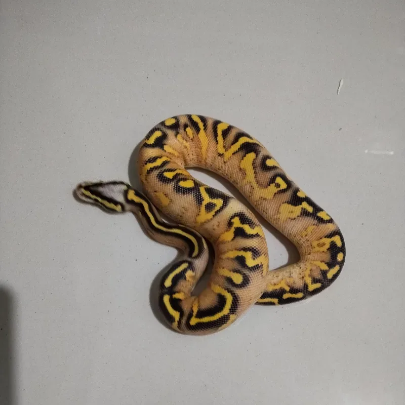 Super Gravel Pastel