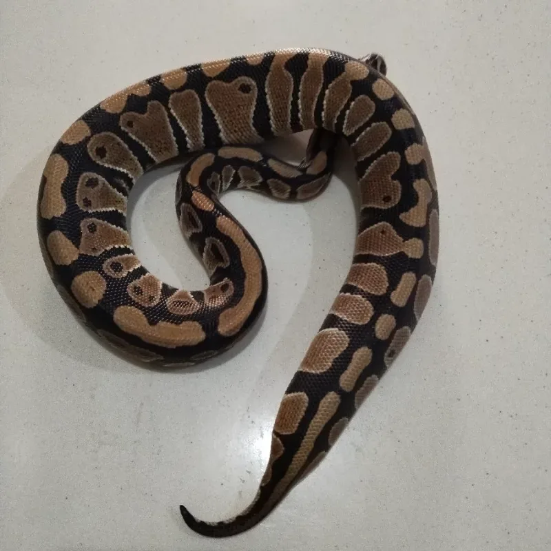 Pastel Clown