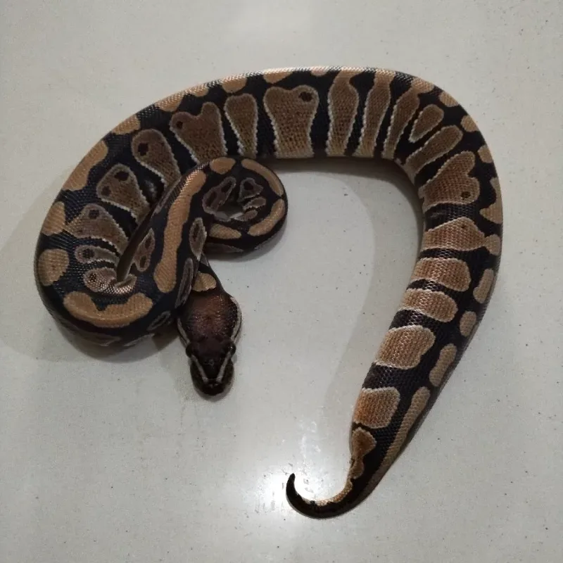pastel het lavender clown