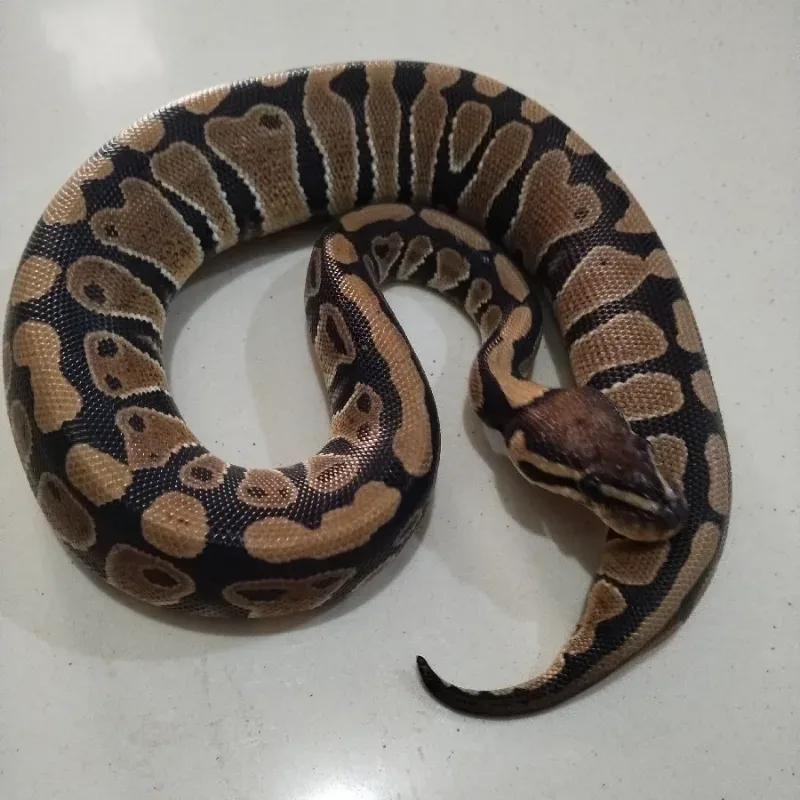 pastel het lavender clown