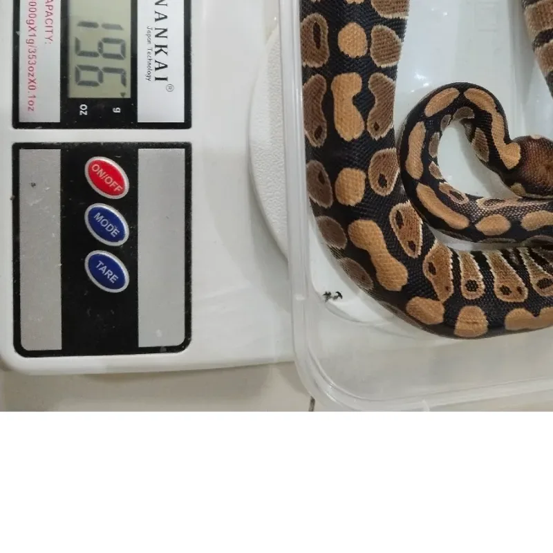 pastel het lavender clown