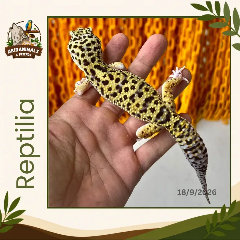 Jungle het Eclipse Tremper