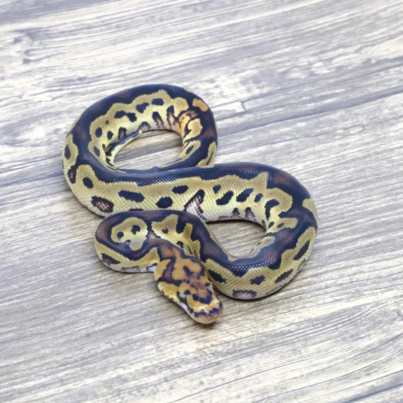 Orange Dream Yellowbelly Clown 66% Het Pied