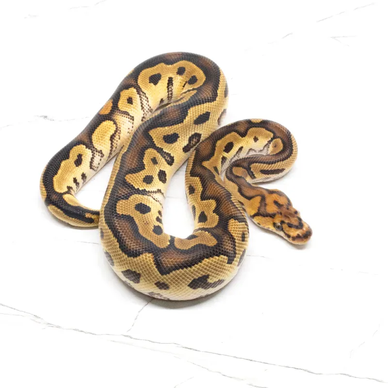 Orange Dream Yellowbelly Clown 66% Het Pied