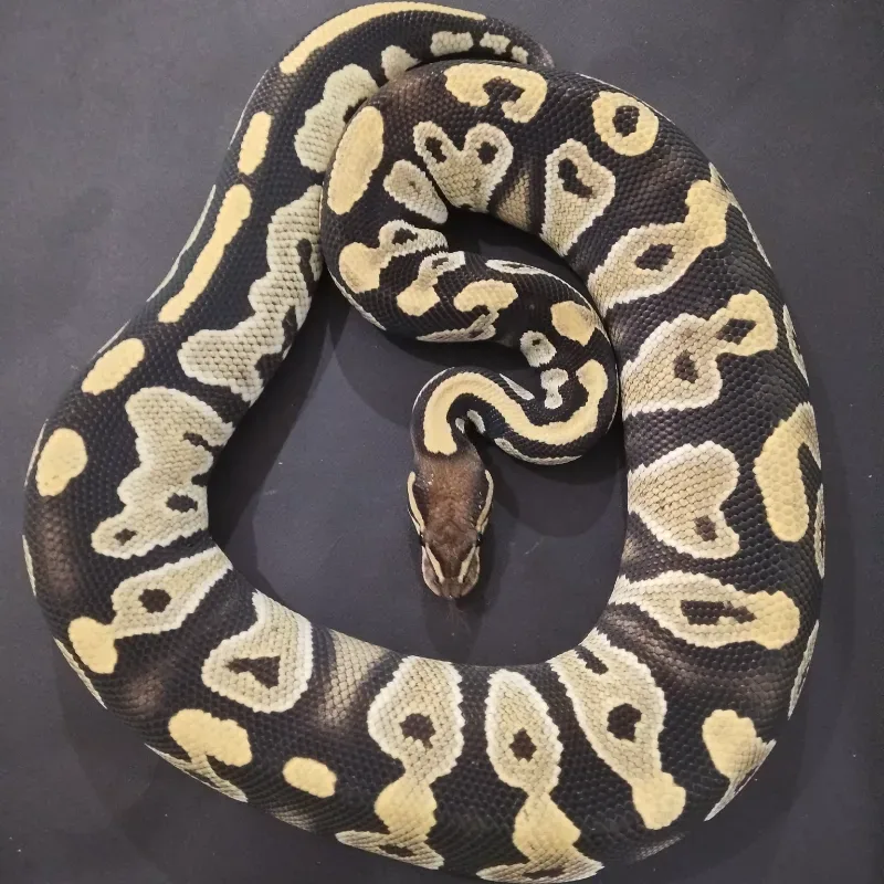 Black Head (Spotnose) Desert Ghost