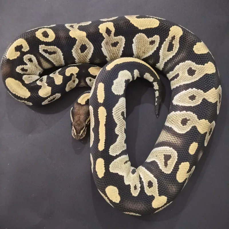 Black Head (Spotnose) Desert Ghost