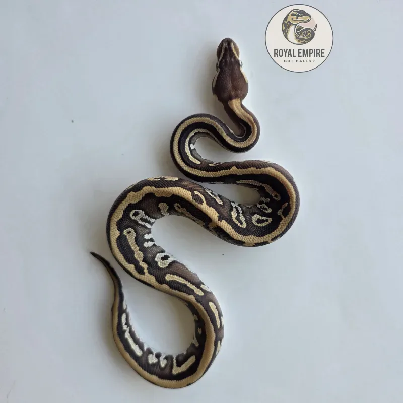 Leopard Mojave Mahogany YB Het Pied