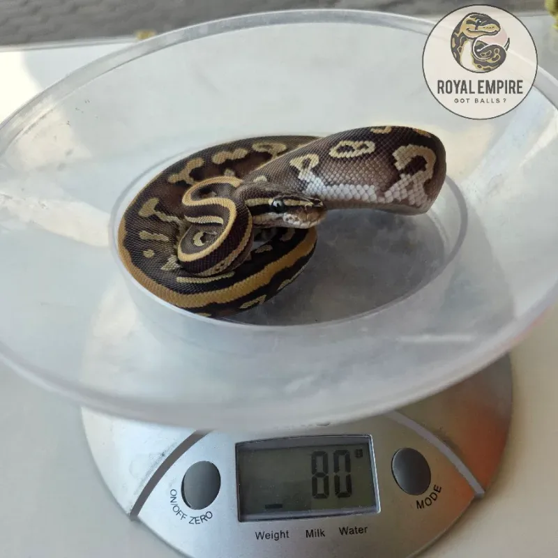 Leopard Mojave Mahogany YB Het Pied