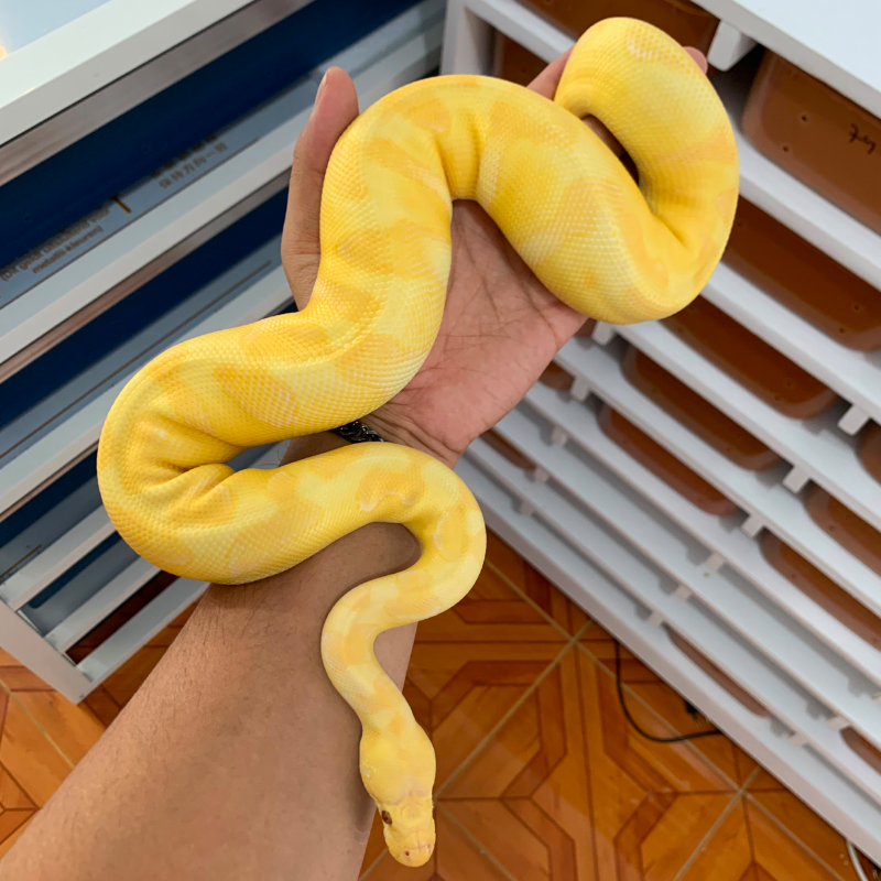 F Pastel Enchi Grail (Lavender Clown)