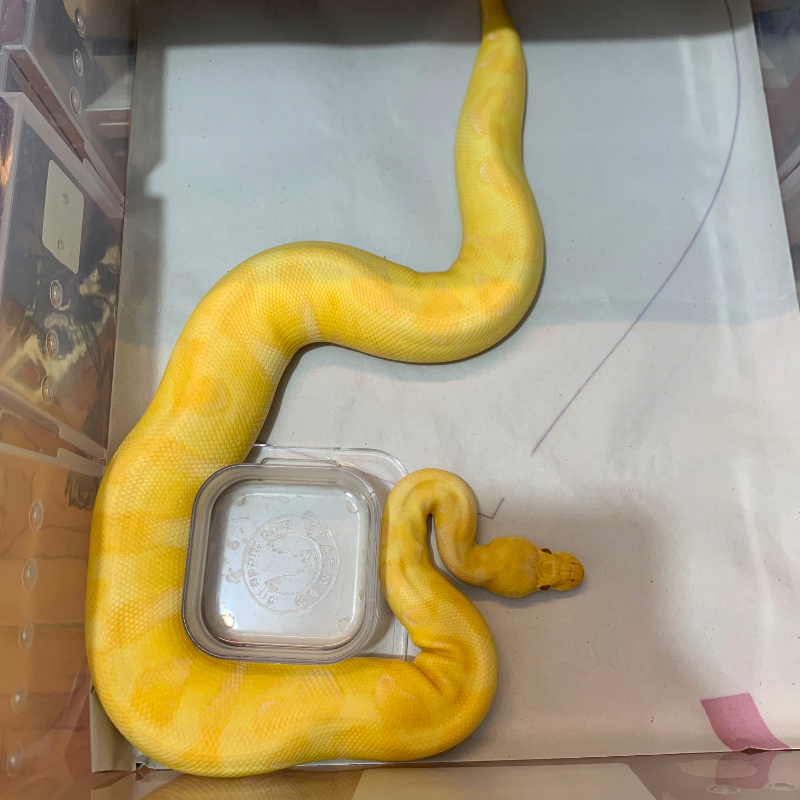 F Pastel Enchi Grail (Lavender Clown)