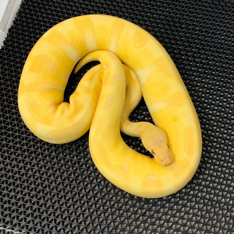F Pastel Enchi Grail (Lavender Clown)