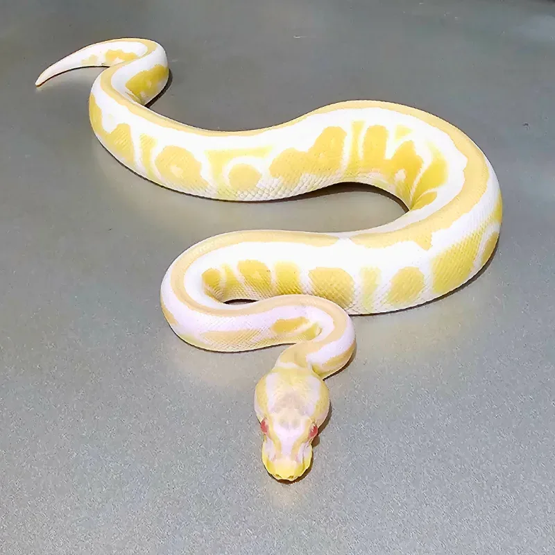 Enchi Cinnamon Albino Het Pied