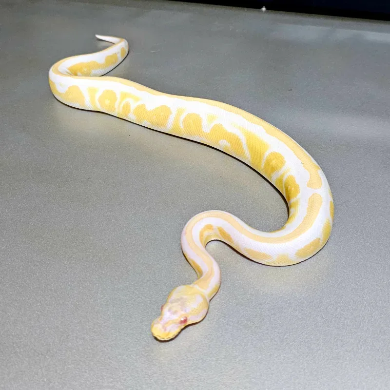 Enchi Cinnamon Albino Het Pied