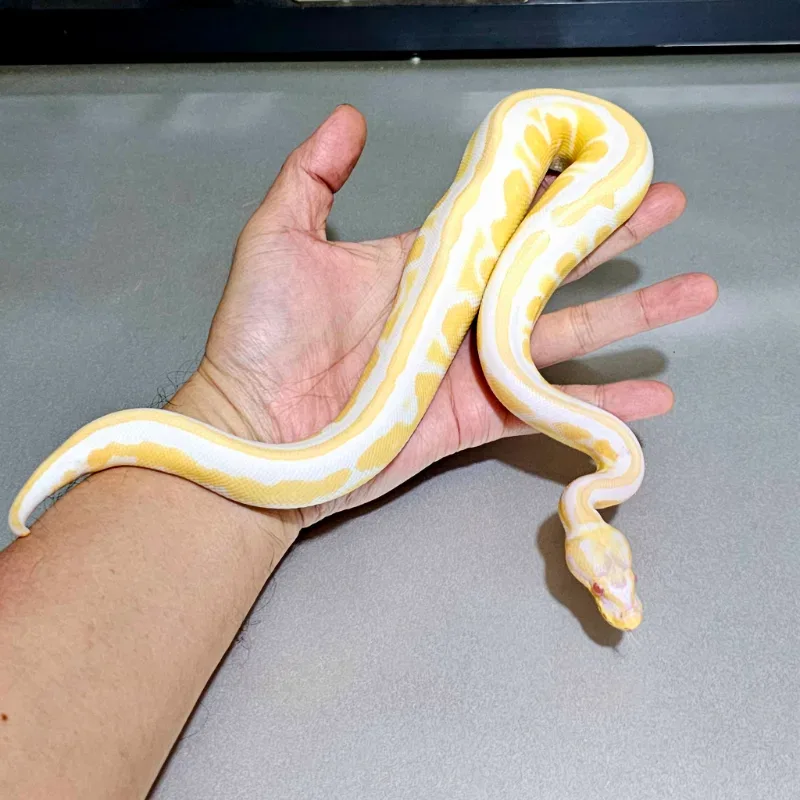 Enchi Cinnamon Albino Het Pied