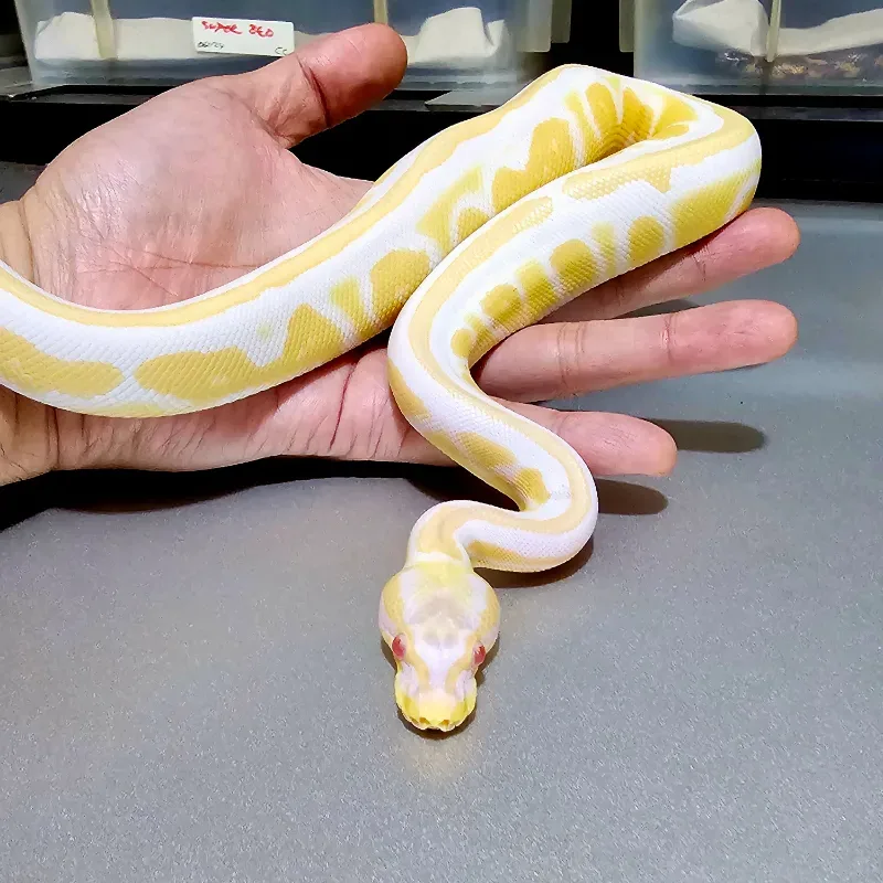 Enchi Cinnamon Albino Het Pied