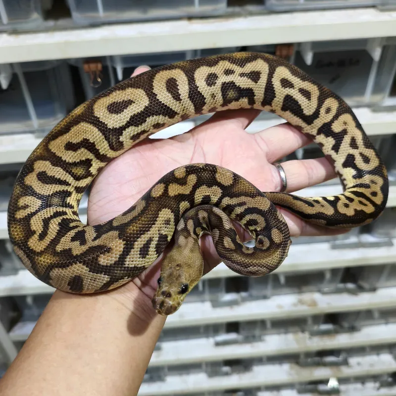 Acid Black Pastel Spotnose Clown