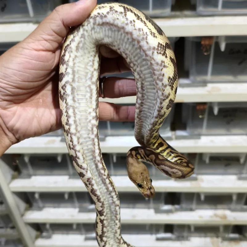 Acid Black Pastel Spotnose Clown