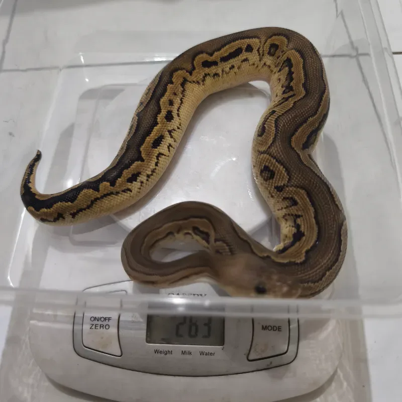 Blackpastel Calico clown