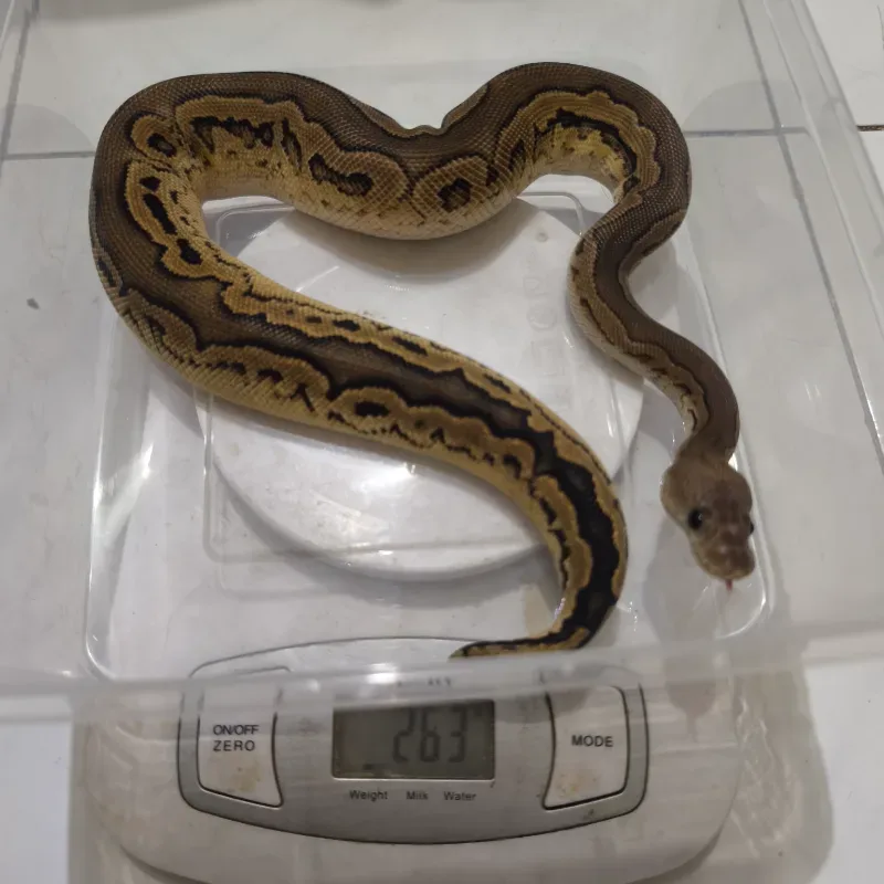 Blackpastel Calico clown