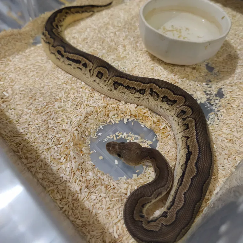 Blackpastel Calico clown